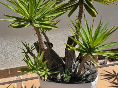 Plantas - Aloe Yuccas