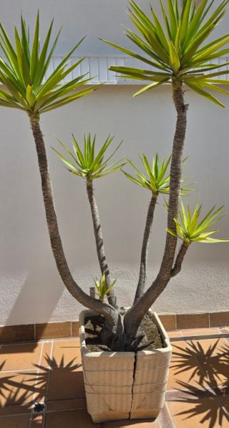 Plantas - Aloe Yuccas