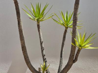 Plantas - Aloe Yuccas