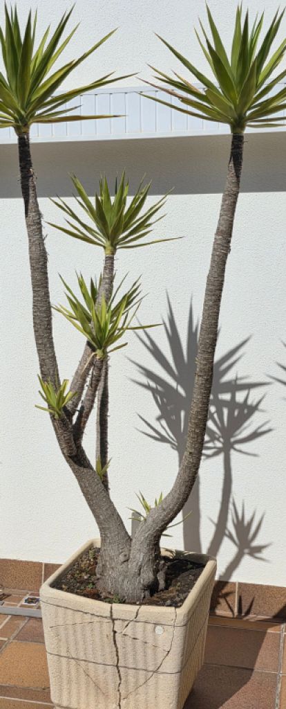 Plantas - Aloe Yuccas