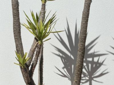 Plantas - Aloe Yuccas