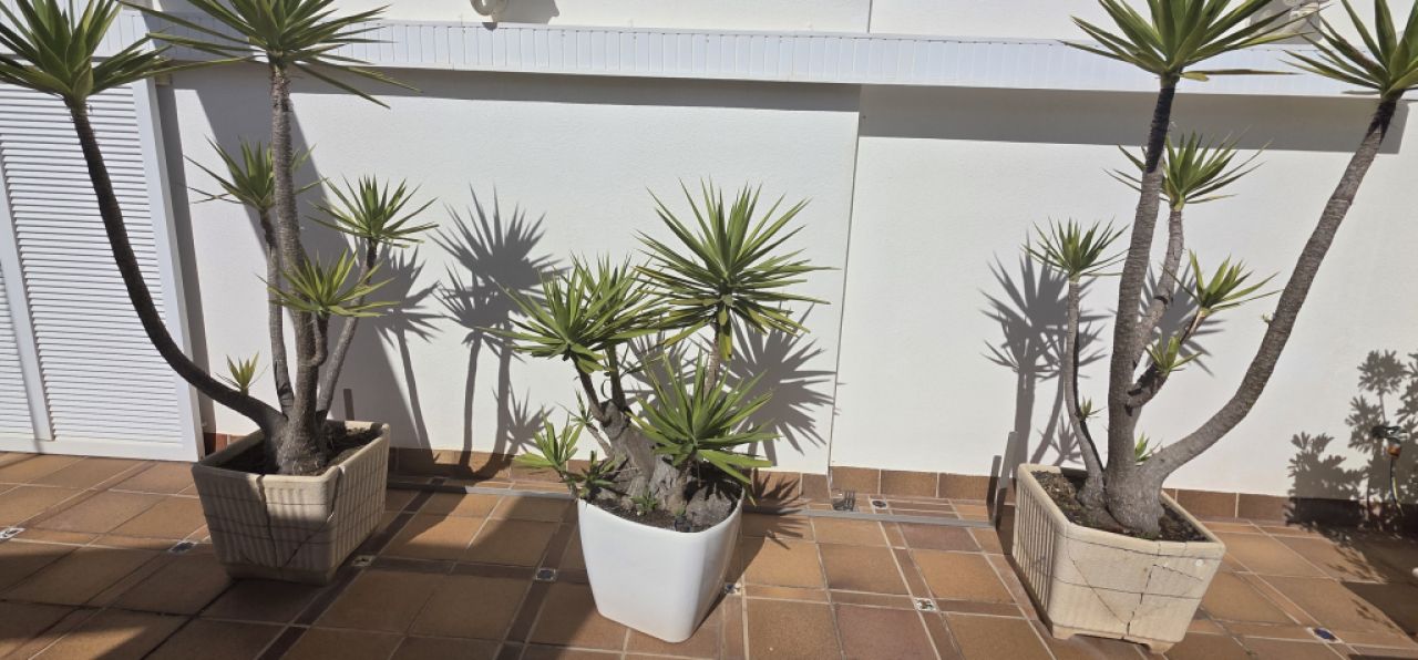 Plantas - Aloe Yuccas