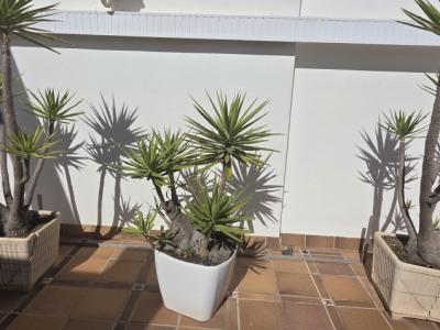 Plantas - Aloe Yuccas