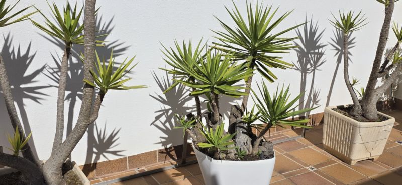 Plantas - Aloe Yuccas