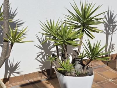 Plantas - Aloe Yuccas