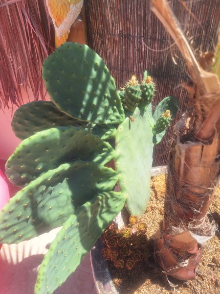 Plantas Cactus Cactos Opuntias etc.