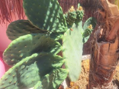 Plantas Cactus Cactos Opuntias etc.