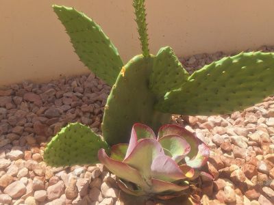 Plantas Cactus Cactos Opuntias etc.