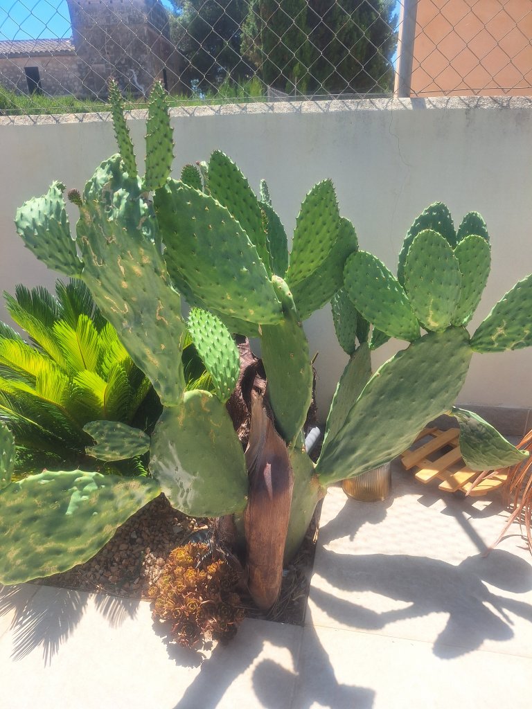 Plantas Cactus Cactos Opuntias etc.