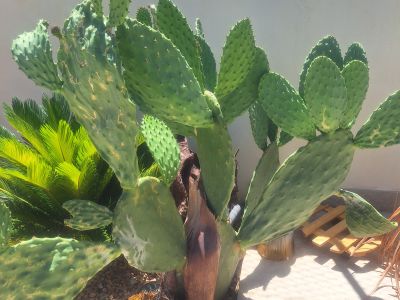 Plantas Cactus Cactos Opuntias etc.