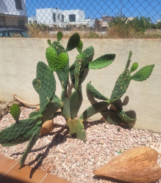 Plantas Cactus Cactos Opuntias etc.
