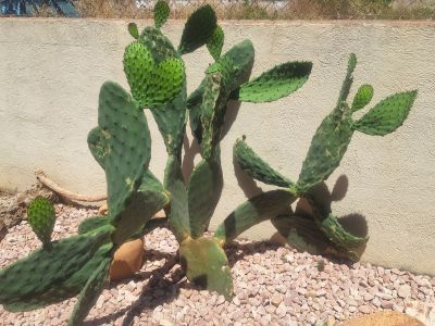 Plantas Cactus Cactos Opuntias etc.