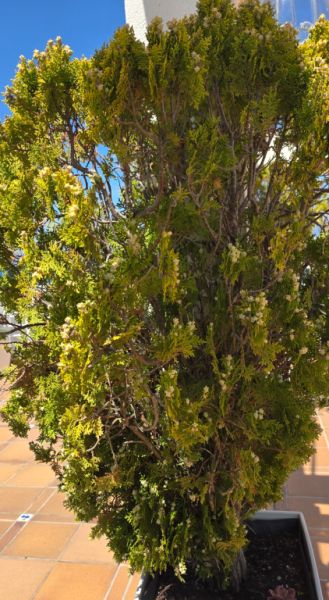 Pflanzen - Morgenländische Lebensbäume