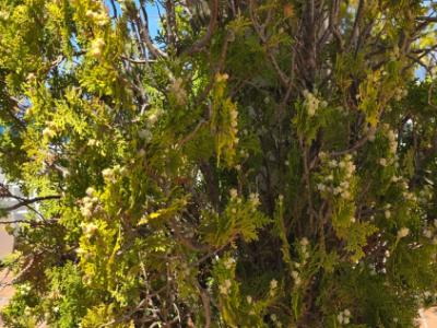 Pflanzen - Morgenländische Lebensbäume