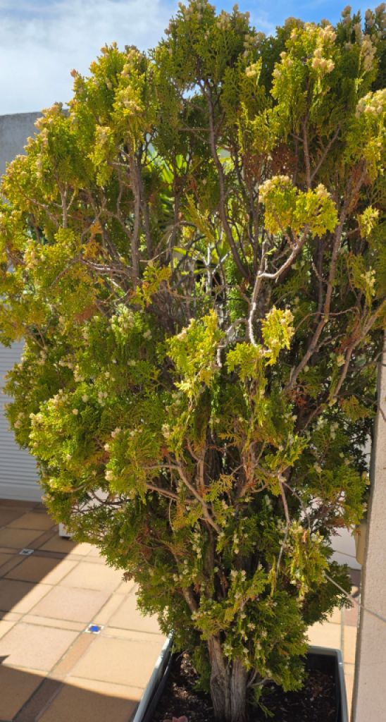 Pflanzen - Morgenländische Lebensbäume