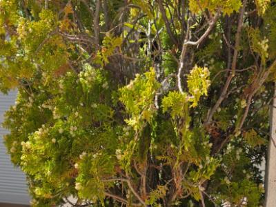 Pflanzen - Morgenländische Lebensbäume