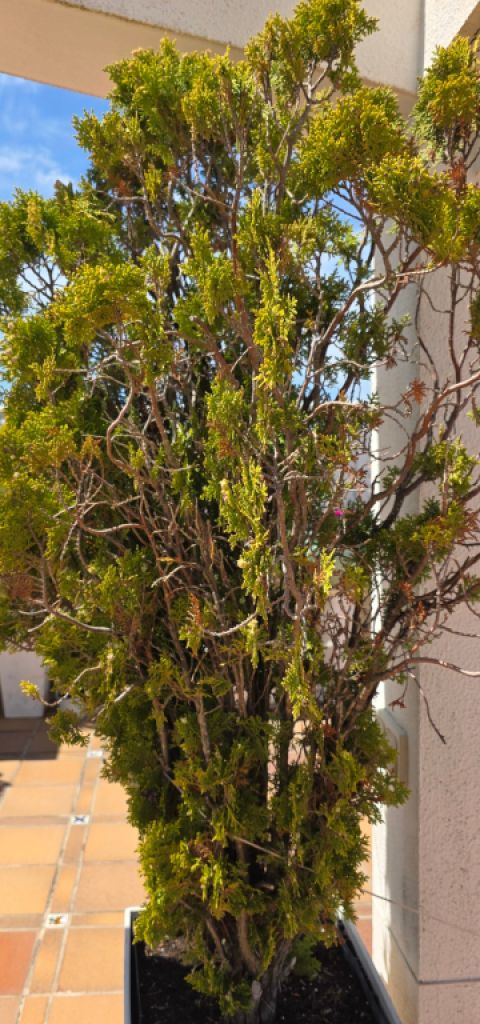 Pflanzen - Morgenländische Lebensbäume