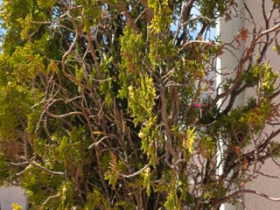 Pflanzen - Morgenländische Lebensbäume