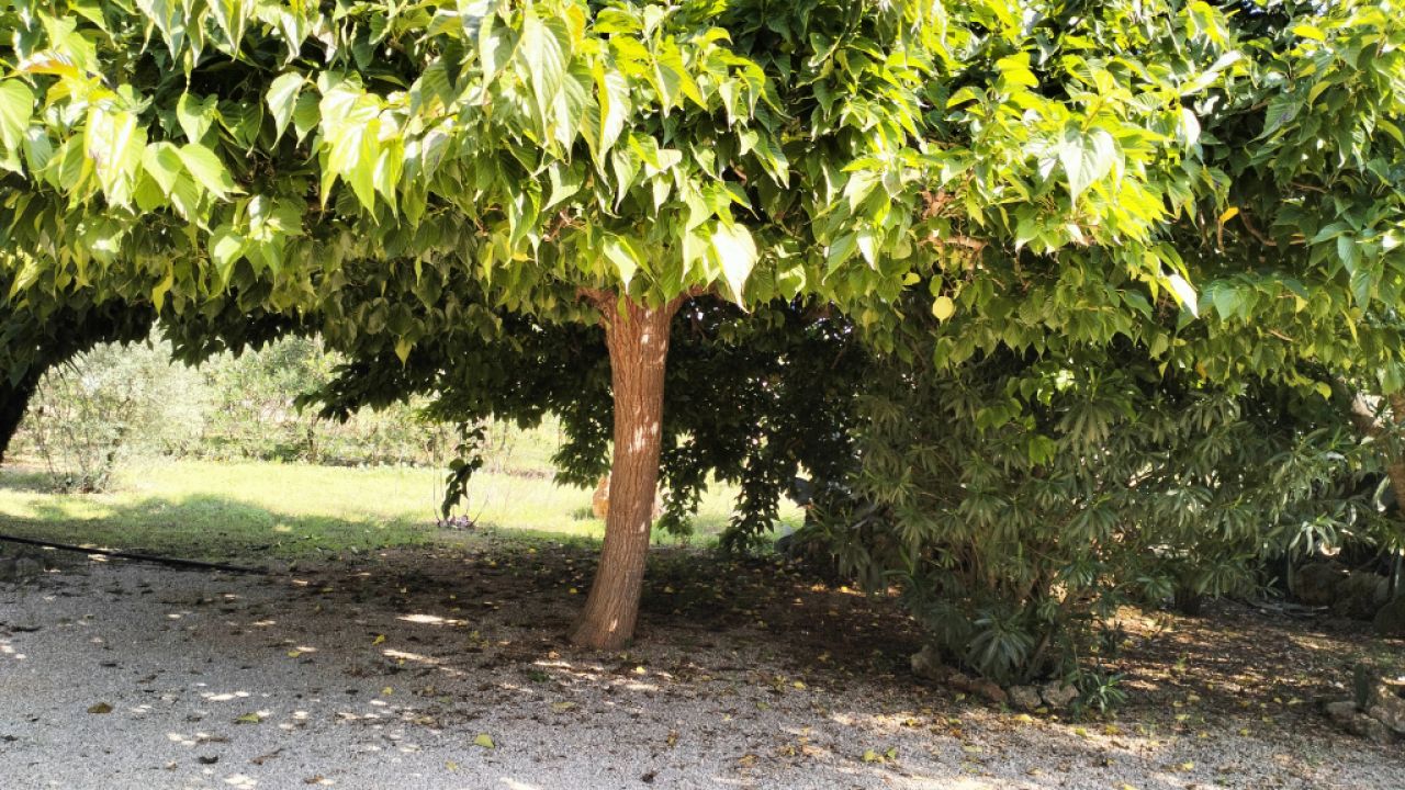 PORRERES: Charmantes ländliches Anwesen mit Ferienvermietungslizenz (ETV), Brunnen und Weinstöcken