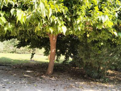 PORRERES: Charmantes ländliches Anwesen mit Ferienvermietungslizenz (ETV), Brunnen und Weinstöcken