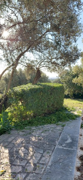 Professioneller Garten- und Poolservice auf der ganzen Insel