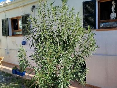 Huge Oleander Plant
