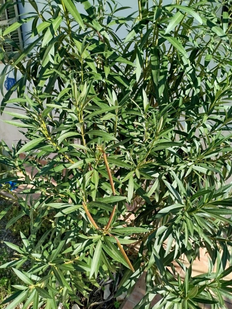 Huge Oleander Plant