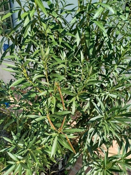 Huge Oleander Plant