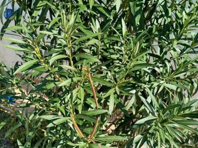 Huge Oleander Plant