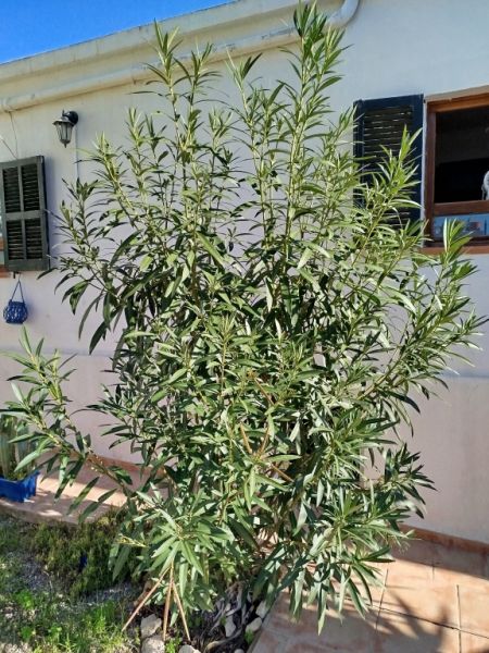 Huge Oleander Plant
