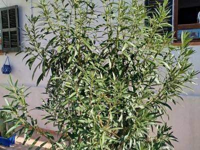 Huge Oleander Plant