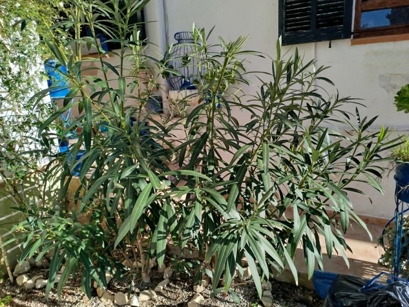 Huge Oleander Plant