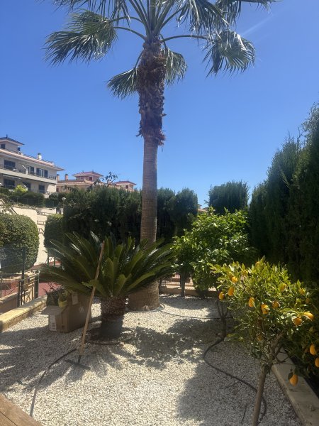 Huge Pamera Grande palm 8m high near Porto Colom Value €1,000 Pickup Dig-up Transport