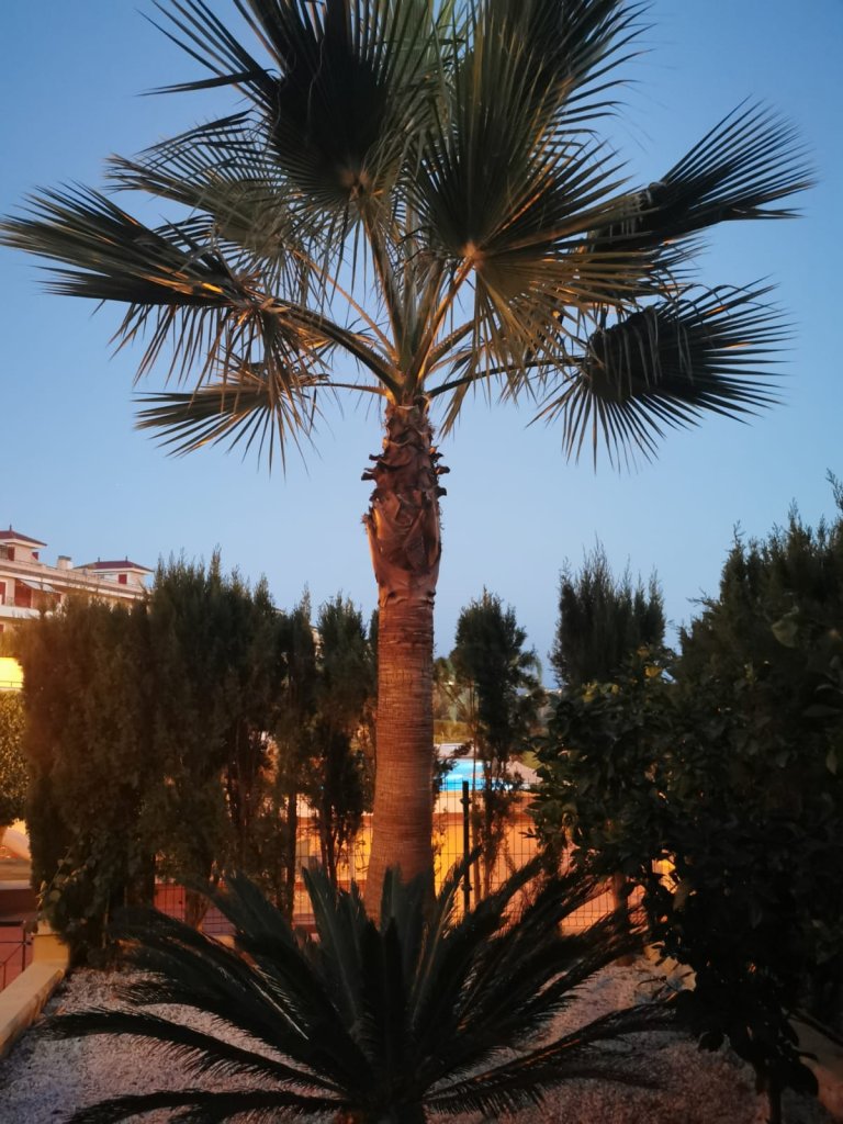 Huge Pamera Grande palm 8m high near Porto Colom Value €1,000 Pickup Dig-up Transport