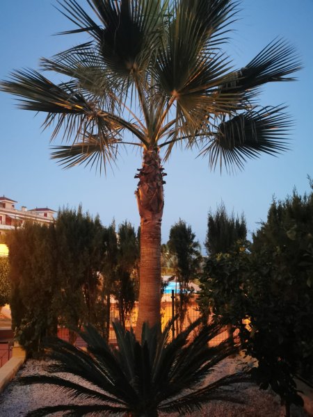 Huge Pamera Grande palm 8m high near Porto Colom Value €1,000 Pickup Dig-up Transport