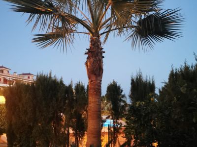 Huge Pamera Grande palm 8m high near Porto Colom Value €1,000 Pickup Dig-up Transport