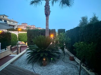 Huge Pamera Grande palm 8m high near Porto Colom Value €1,000 Pickup Dig-up Transport