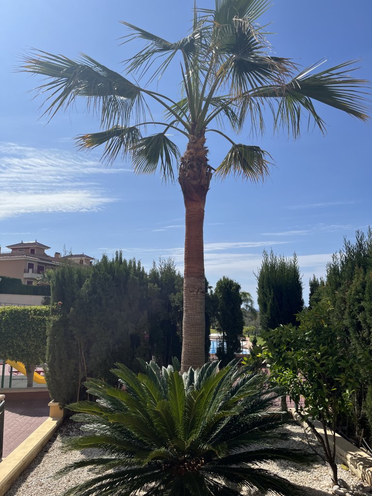 Palmera gigante Pamera Grande 8 m de altura cerca de Porto Colom Valor 1.000€ Recogida Desenterrar Transporte