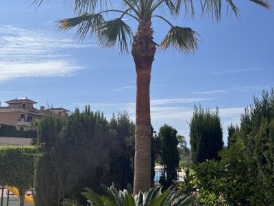 Huge Pamera Grande palm 8m high near Porto Colom Value €1,000 Pickup Dig-up Transport
