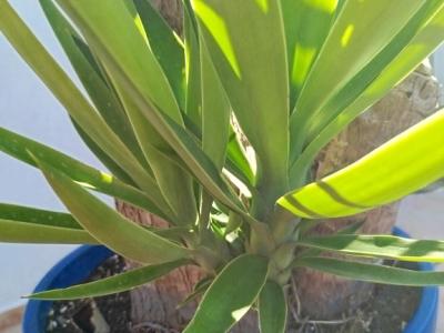 Huge Yucca - Palm with Offshoots