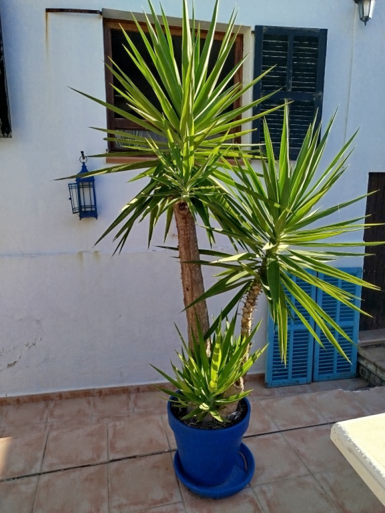 Huge Yucca - Palm with Offshoots