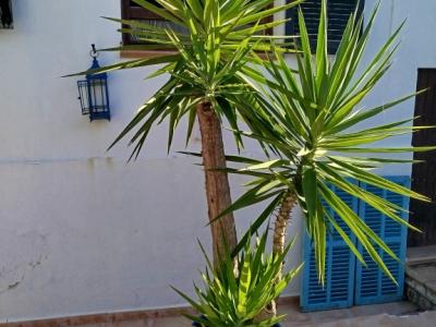 Huge Yucca - Palm with Offshoots