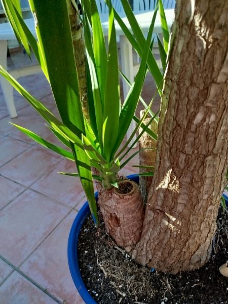 Huge Yucca - Palm with Offshoots