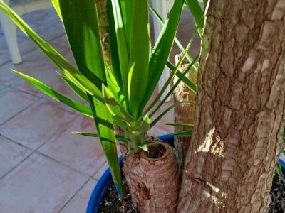 Huge Yucca - Palm with Offshoots