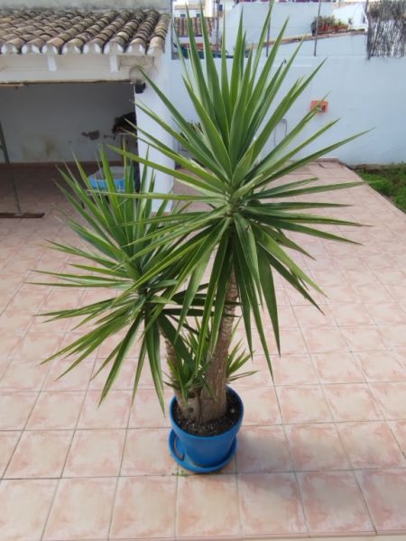 Huge Yucca - Palm with Offshoots