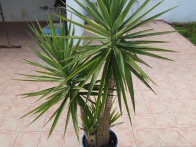 Huge Yucca - Palm with Offshoots