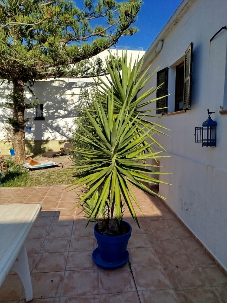 Huge Yucca - Palm with Offshoots