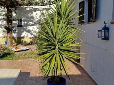 Huge Yucca - Palm with Offshoots