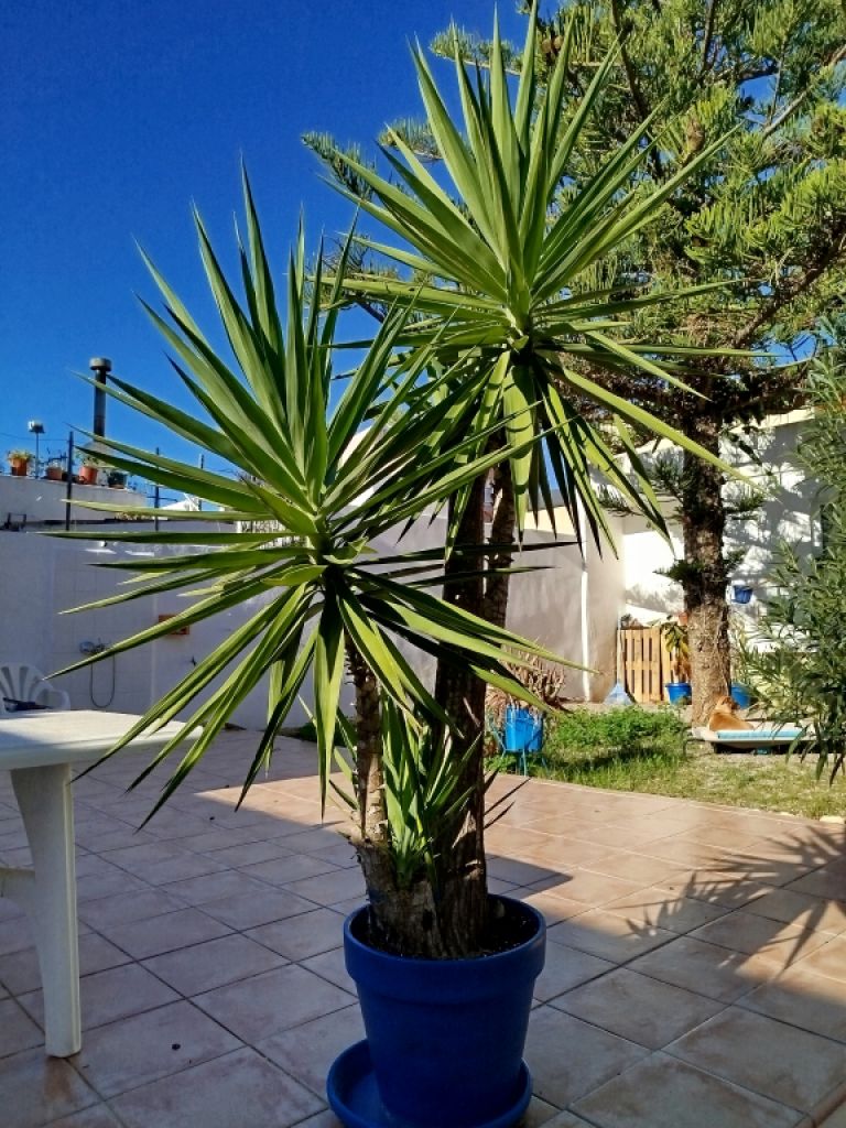 Huge Yucca - Palm with Offshoots