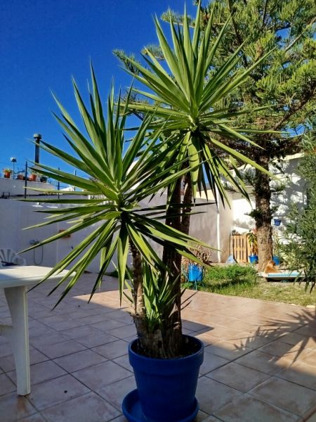 Huge Yucca - Palm with Offshoots